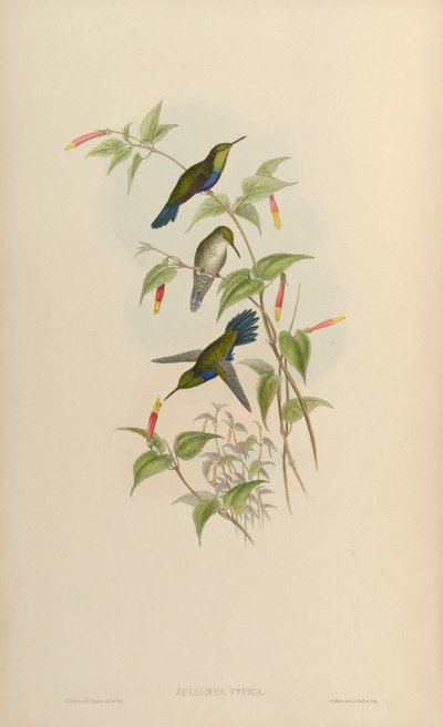 Juliamyia typica = Damophila juliae - John Gould